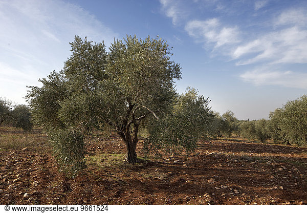 Olivenbäume (Olea europaea)  Olivenplantage  Madaba  Jordanien  Asien