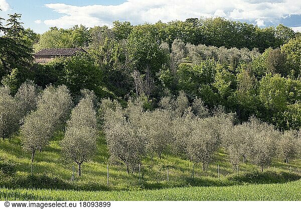Olivenbäume (Olea europaea)  Toskana  Europa  Italien  Europa