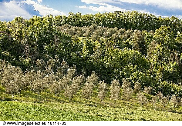 Olivenbäume (Olea europaea)  Toskana  Europa  Italien  Europa