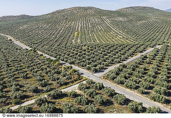 Olivenbäume (Olea europaea) und Kreuzungen  Drohnenaufnahme  Provinz Córdoba  Andalusien  Spanien  Europa