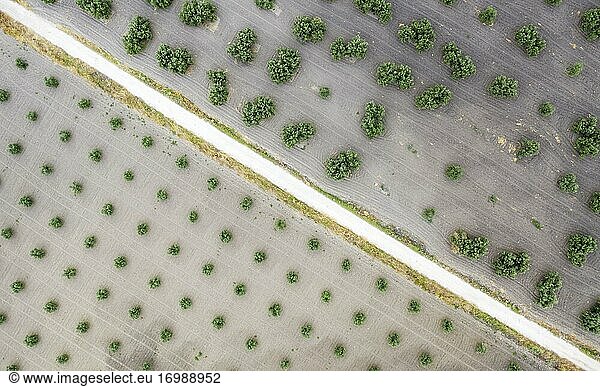 Olivenbäume (Olea europaea) und Straße  Drohnenaufnahme  Provinz Córdoba  Andalusien  Spanien  Europa