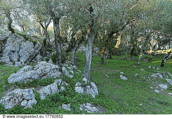 Olivenbäume (Olea europaea)  Valinhos  Fatima  Regiao do Centro  Portugal  Europa