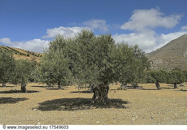 Olivenbäume  Tal bei Preveli  Kreta  Griechenland  Europa