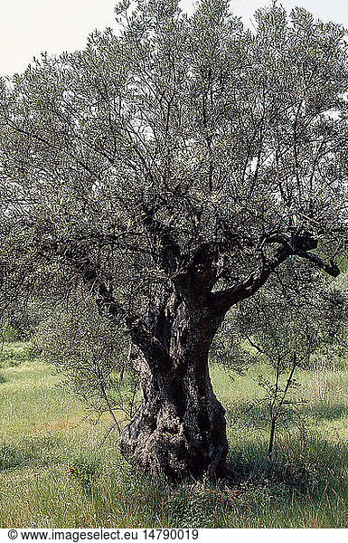 OLIVENBAUM