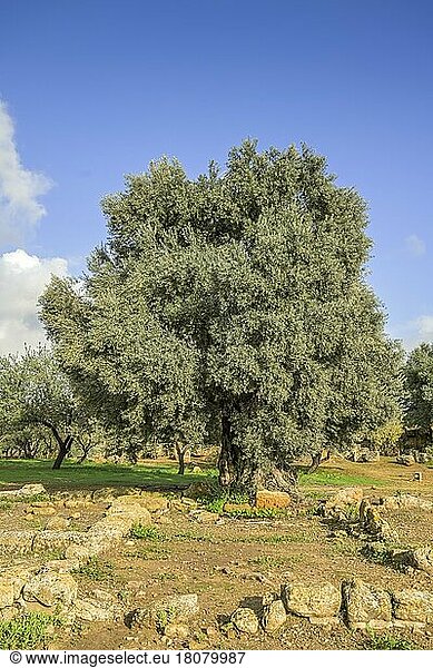 Olivenbaum  Agrigent  Sizilien  Italien  Europa