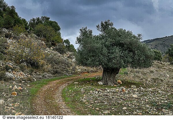 Olivenbaum  Akamas-Halbinsel  Zypern  Europa