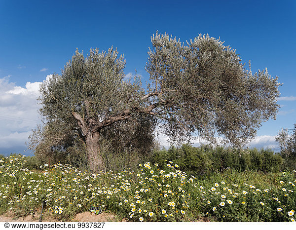 Olivenbaum Echter Ölbaum Olea europaea Europa Baum Olive Margerite Chrysanthemum leucanthemum Chrysantheme Kreta Griechenland