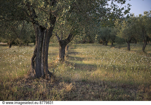 Olivenbaum  Echter Ölbaum  Olea europaea  Europa  Blume  Baum  Landwirtschaft  Wiese  Italien