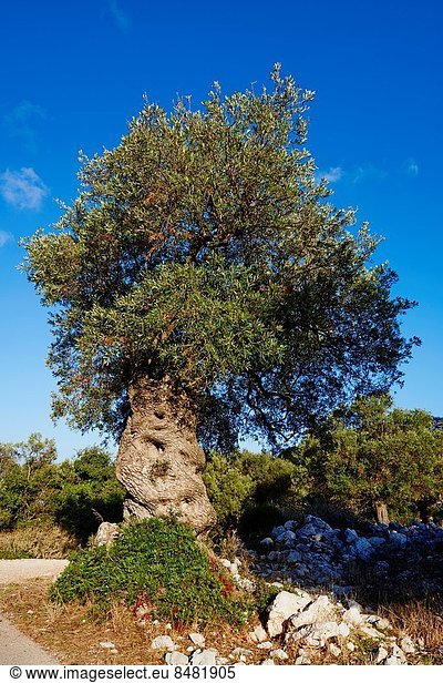 Olivenbaum  Echter Ölbaum  Olea europaea  Griechenland