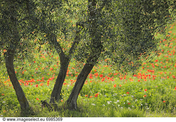 Olivenbaum  Echter Ölbaum  Olea europaea  Italien  Toskana