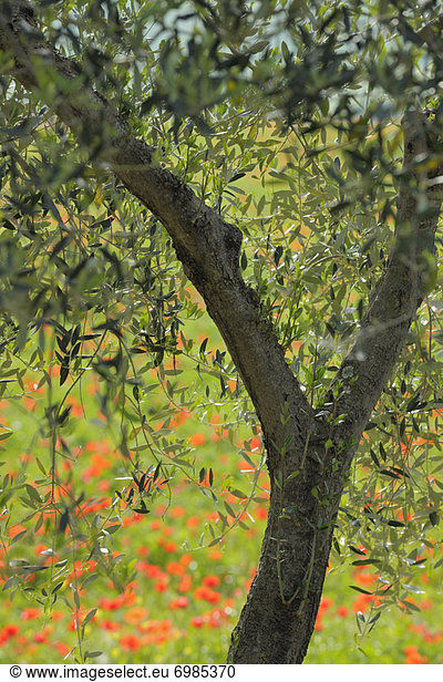 Olivenbaum  Echter Ölbaum  Olea europaea  Italien  Toskana