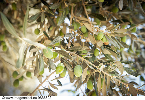 Olivenbaum Echter Ölbaum Olea europaea Kreta Griechenland