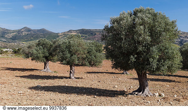 Olivenbaum Echter Ölbaum Olea europaea Landschaftlich schön landschaftlich reizvoll Europa Baum Landschaft Feld Olive Agrarland Kultur Kreta Griechenland