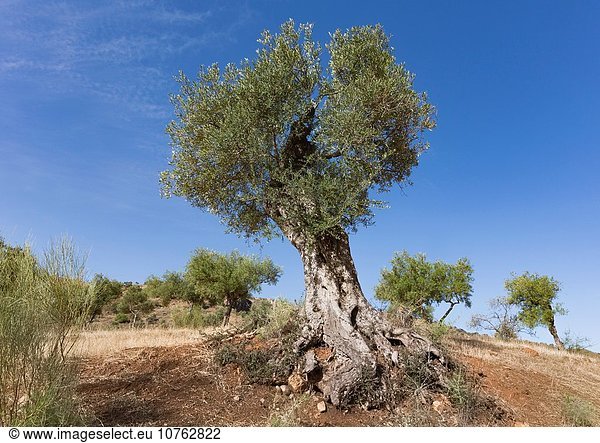 Olivenbaum Echter Ölbaum Olea europaea Landwirtschaft Süden Andalusien