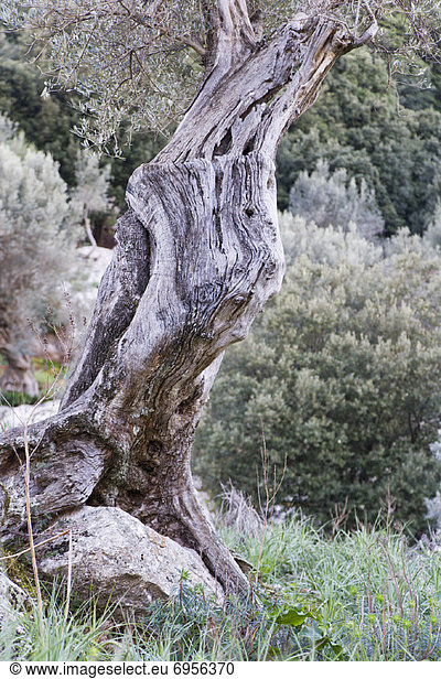 Olivenbaum  Echter Ölbaum  Olea europaea  Mallorca  Spanien