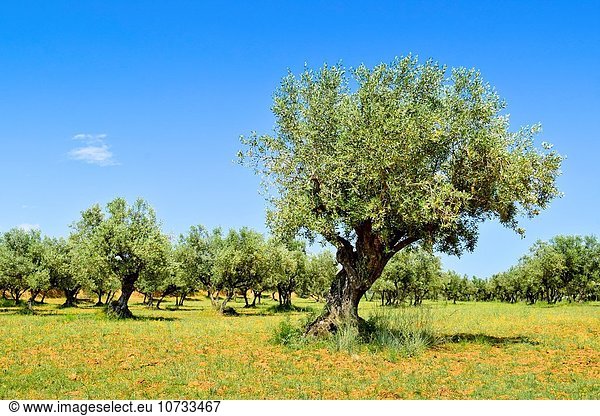 Olivenbaum Echter Ölbaum Olea europaea Olivenhain Katalonien Spanien