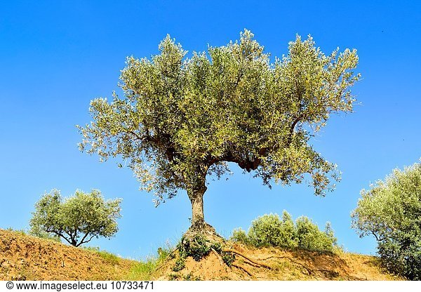 Olivenbaum Echter Ölbaum Olea europaea Olivenhain Katalonien Spanien