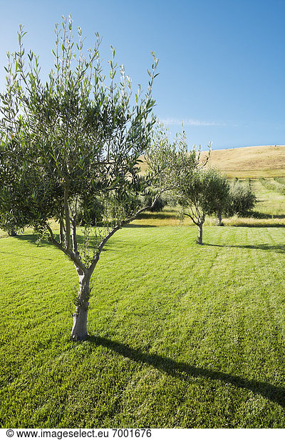 Olivenbaum  Echter Ölbaum  Olea europaea  Vereinigte Staaten von Amerika  USA  Kalifornien