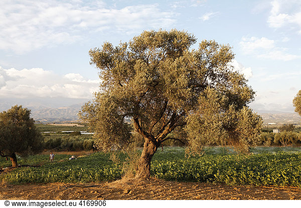Olivenbaum in Messara-Ebene  Südkreta  Kreta  Griechenland