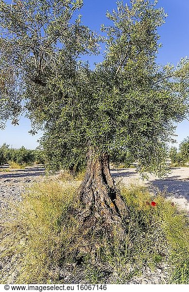 Olivenbaum in Pinto. Madrid. Spanien. Europa.