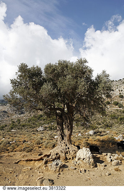 Olivenbaum  Kreta  Griechenland
