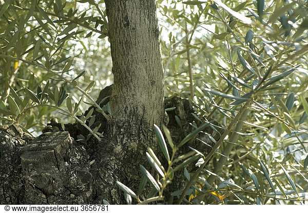 Olivenbaum (Olea europaea)  Detailansicht