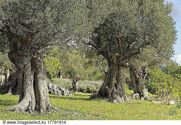 Olivenbaum (Olea europaea)  Moscari  Mallorca  Balearen  Spanien  Europa