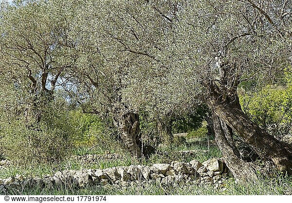 Olivenbaum (Olea europaea)  Moscari  Mallorca  Balearen  Spanien  Europa