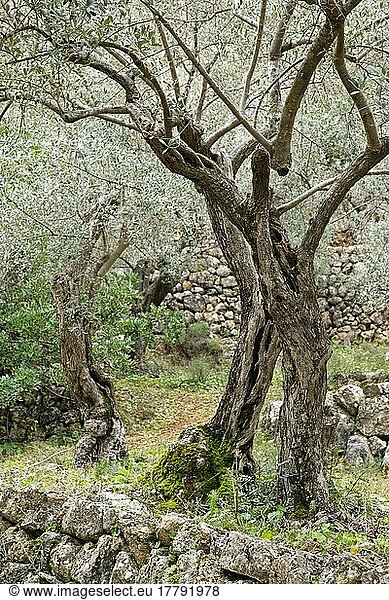Olivenbaum (Olea europaea)  Nähe Soller  Mallorca  Balearen  Spanien  Europa