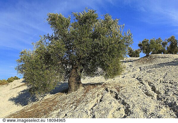 Olivenbaum (Olea europaea)  Sierra Morena  Andalusien  Spanien  Europa