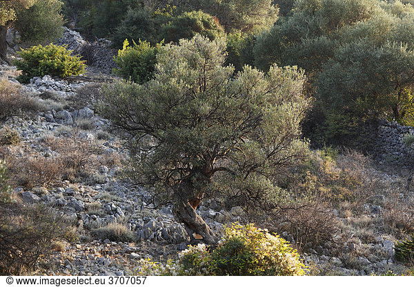 Olivenbaum Olivenhain Lun Insel Pag Dalmatien Adria Kroatien Europa