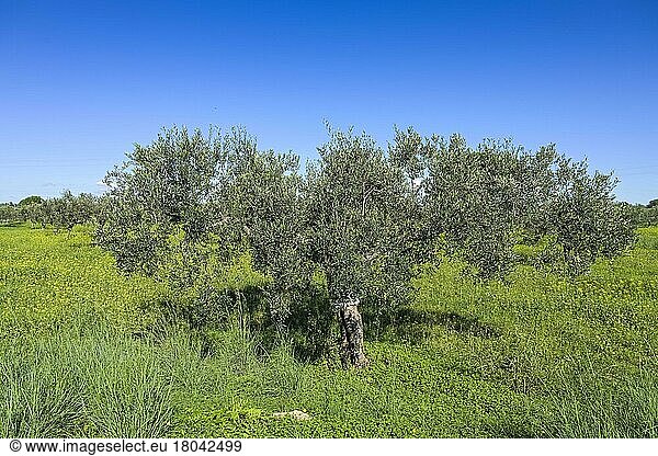 Olivenbaum  Sizilien  Italien  Europa