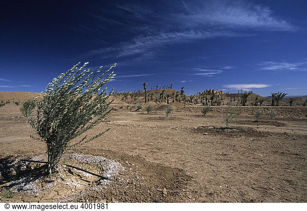 Olivenbaum und Palmen in der Nähe von Ouarzazate  Marokko  Nordafrika