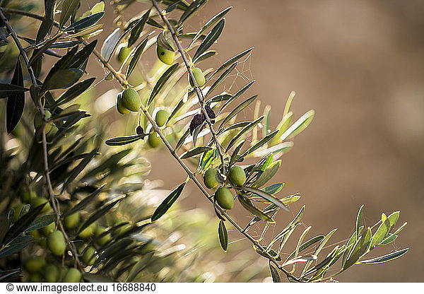 Olivenbaumzweig in Marokko
