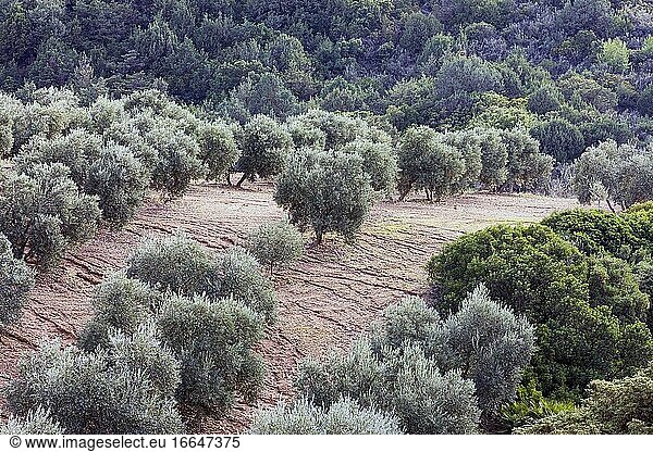 Olivenhain in Andalusien  Südspanien.