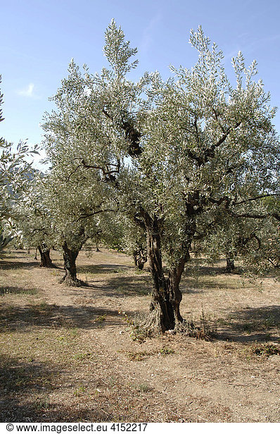 Olivenhain Südfrankreich Frankreich