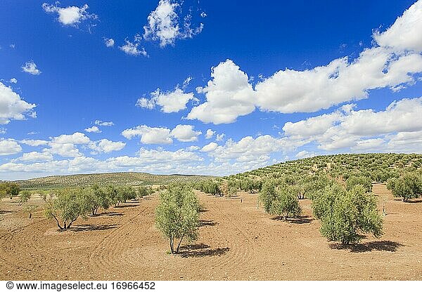 Olivenhaine entlang der A311  zwischen Andujar und Jaén  Provinz Jaén  Andalusien  Spanien  Europa