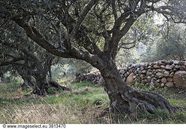 Olivenplantage  Ostkreta  Kreta  Griechenland