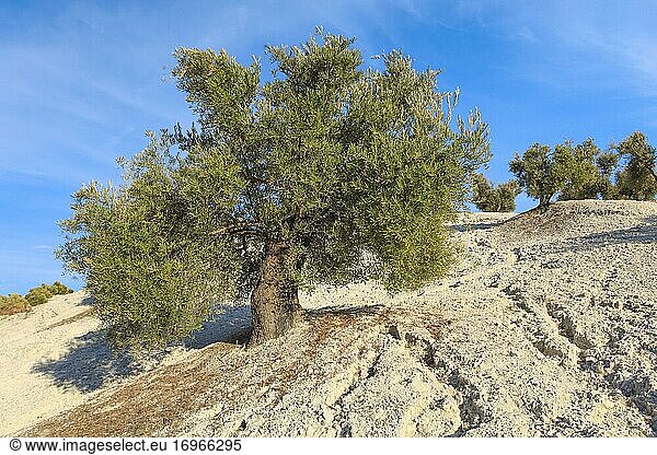 Olvenbaum (Olea) europäa  Spanien  Europa