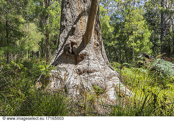 Oma Tingle (Eucalyptus jacksonii) wächst im Walpole-Nornalup National Park