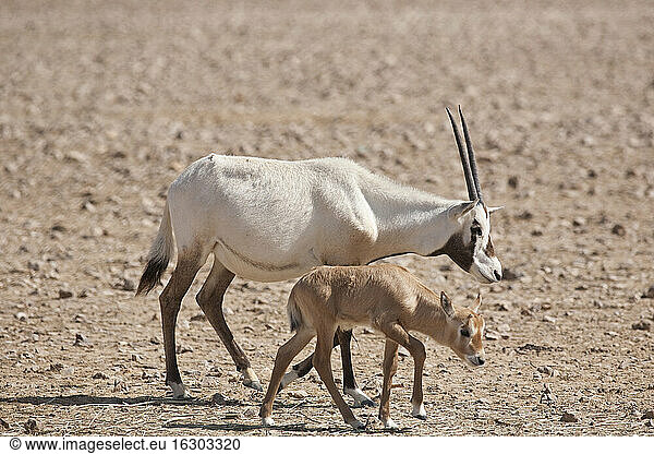 Oman,  Jaluni,  Arabian Oryx Sanctuary,  Two Arabian Oryx (Oryx leucoryx)