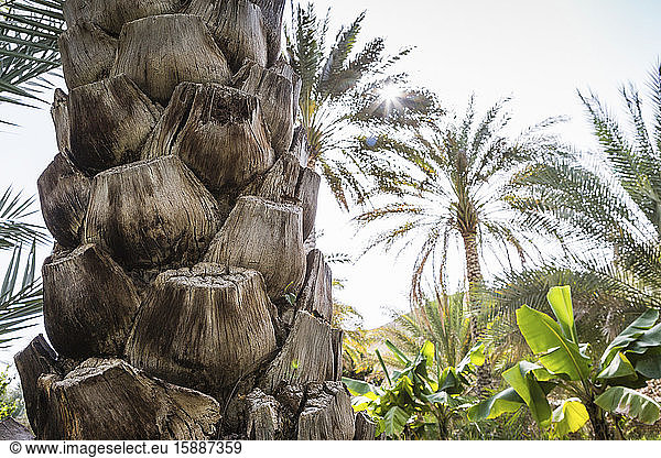 Oman  Ad Dakhiliyah  Izki  Nahaufnahme eines Palmenstammes