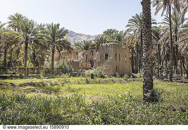 Oman  Al Batinah  Nakhal  Alte  von Palmen umgebene Ruinen