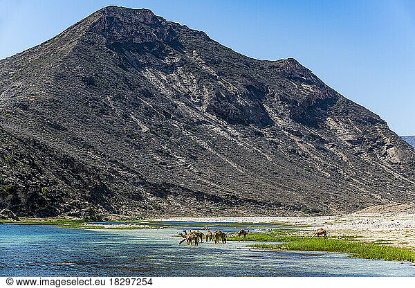 Oman  Dhofar  Salalah  Camels drinking from Wadi Ashawq river