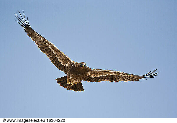 Oman  Flying steppe eagle