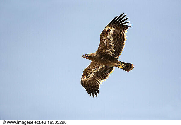 Oman  Flying steppe eagle