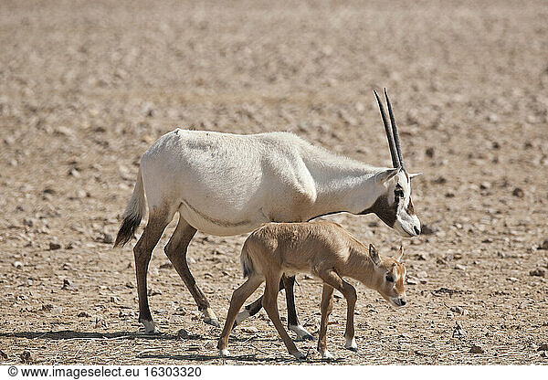 Oman  Jaluni  Arabian Oryx Sanctuary  Two Arabian Oryx (Oryx leucoryx)
