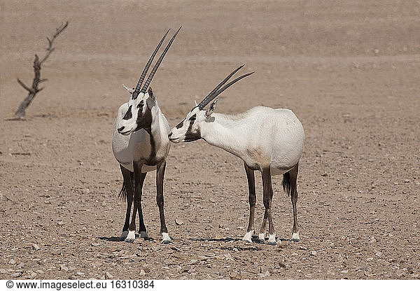 Oman  Jaluni  Arabian Oryx Sanctuary  Two Arabian Oryx (Oryx leucoryx)