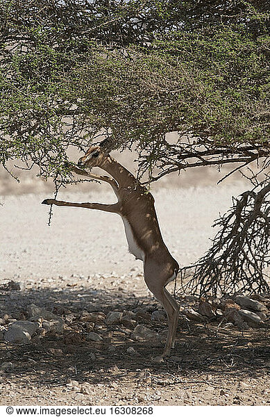 Oman  Jaluni  Arabisches Oryx-Schutzgebiet  Berggazelle (Gazella gazella)