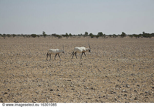 Oman  Jaluni  Schutzgebiet für Arabische Oryxe  Zwei Arabische Oryxe (Oryx leucoryx)